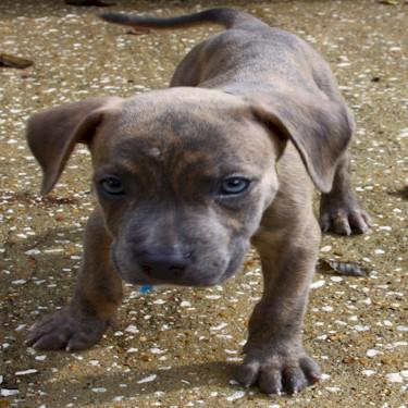Tanners Caine Pit Bull.jpg
